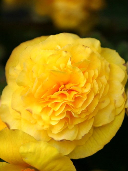 Бегонія Fimbriata Yellow