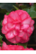 Бегонія Non Stop Rose