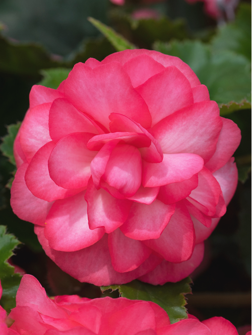 Бегонія Non Stop Rose