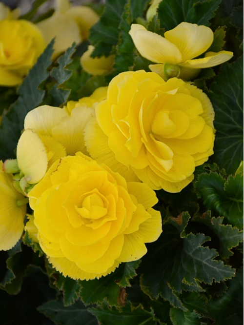 Бегонія Non Stop Yellow