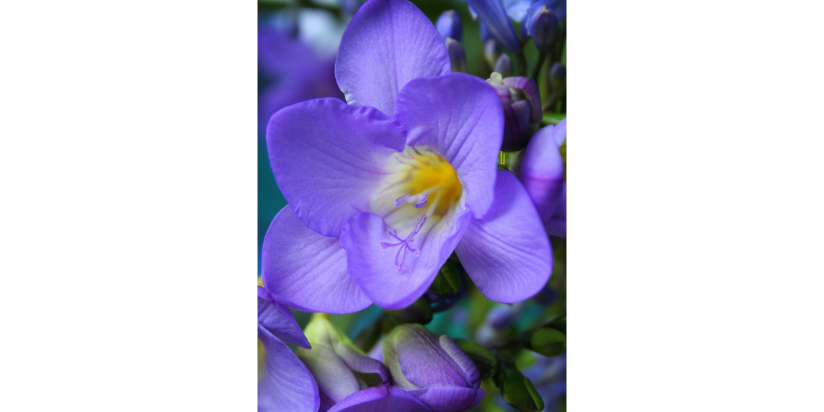 Фрезія махрова Blue (5 шт. в упаковці)