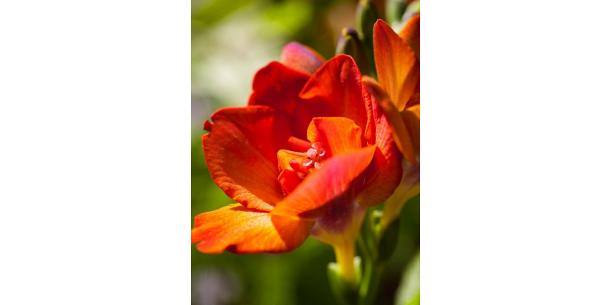 Фрезія махрова Orange (5 шт. в упаковці)