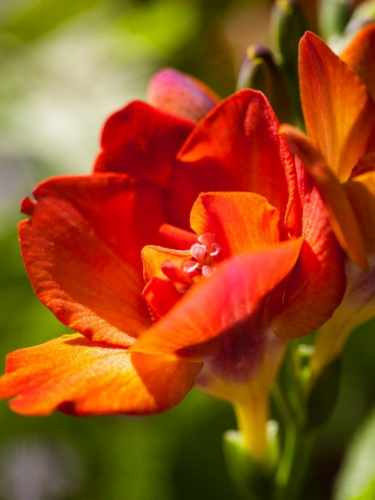 Фрезія махрова Orange (5 шт. в упаковці)