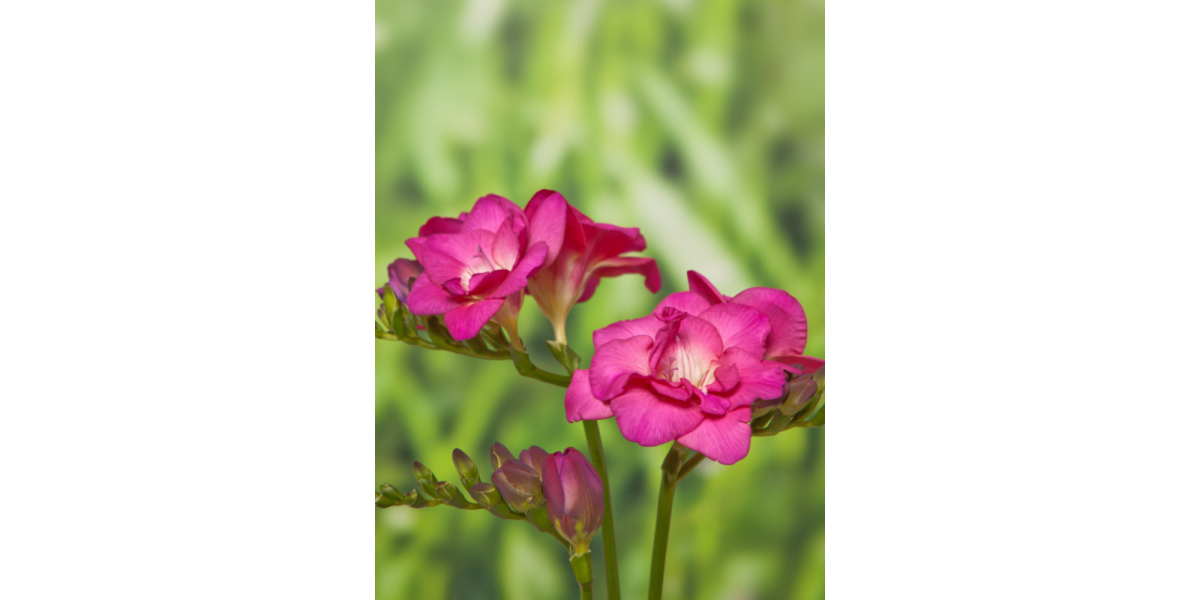 Фрезія махрова Pink (5 шт. в упаковці)