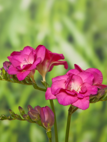 Фрезія махрова Pink (5 шт. в упаковці)