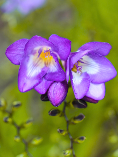 Фрезия махровая Purple (5 шт. в упаковке)