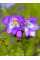 Фрезія махрова Purple (5 шт. в упаковці)