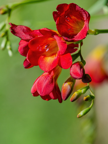 Фрезія махрова Red (5 шт. в упаковці)