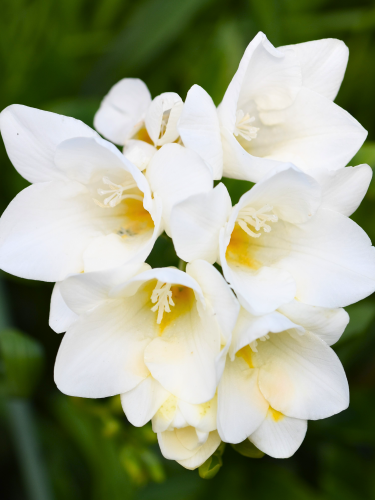 Фрезія махрова White (5 шт. в упаковці)