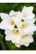Фрезія махрова White (5 шт. в упаковці)