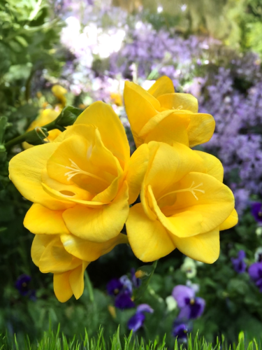 Фрезия махровая Yellow (5 шт. в упаковке)
