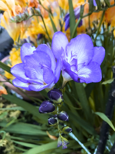 Фрезия простая Blue (5 шт. в упаковке)