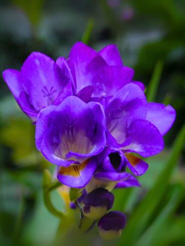 Фрезия простая Purple (5 шт. в упаковке)