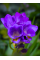 Фрезія проста Purple (5 шт. в упаковці)
