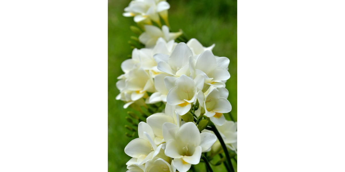 Фрезія проста White (5 шт. в упаковці)