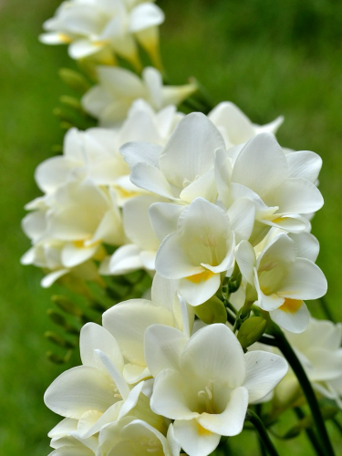 Фрезия простая White (5 шт. в упаковке)
