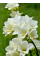 Фрезія проста White (5 шт. в упаковці)
