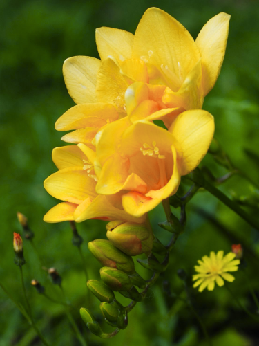 Фрезия простая Yellow (5 шт. в упаковке)