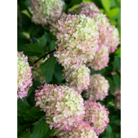 Гортензія волотиста Little Blossom