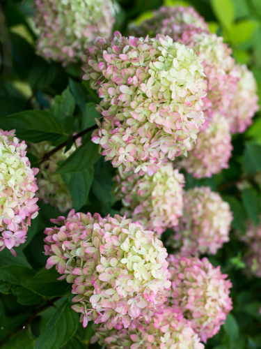 Гортензия метельчатая Little Blossom