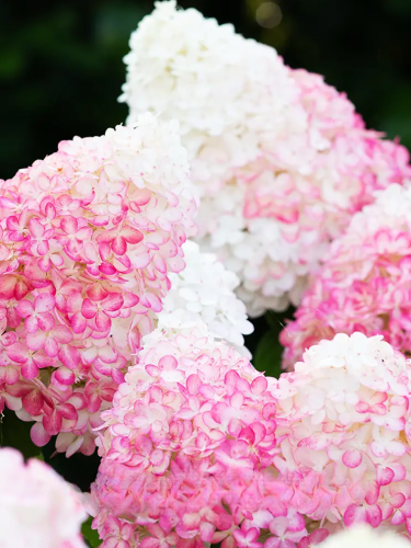 Гортензія волотиста Pink & Rose