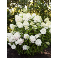 Гортензія волотиста Royal Flower