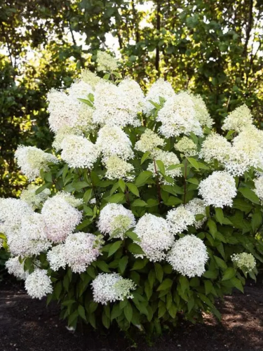 Гортензия метельчатая Royal Flower
