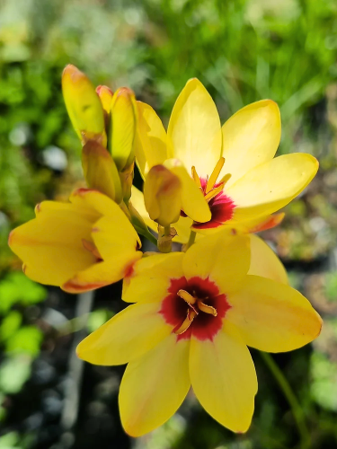 Иксия Yellow Emperor (5 шт. в упаковке)
