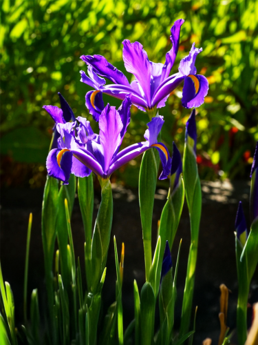 Ирис Hollandica Discovery Purple (5 шт. в упаковке)