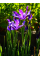 Ірис Hollandica Discovery Purple (5 шт. в упаковці)