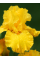 Ірис Hollandica Golden Harvest (5 шт. в упаковці)