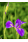 Ирис Hollandica Purple Sensation (5 шт. в упаковке)