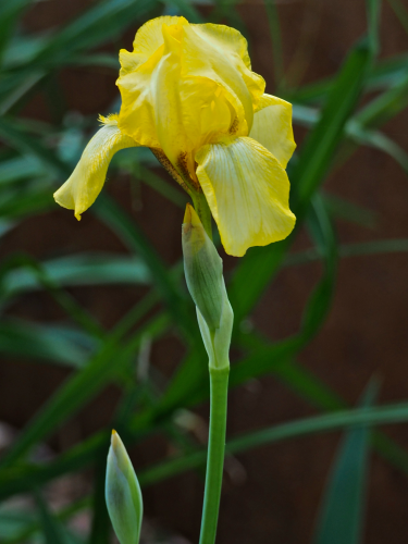 Ірис Hollandica Strongold (5 шт. в упаковці)