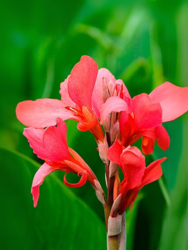 Канна Crimson Beauty