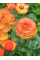 Ранункулюс (лютик) Aviv Picotee Orange (5 шт. в упаковці)