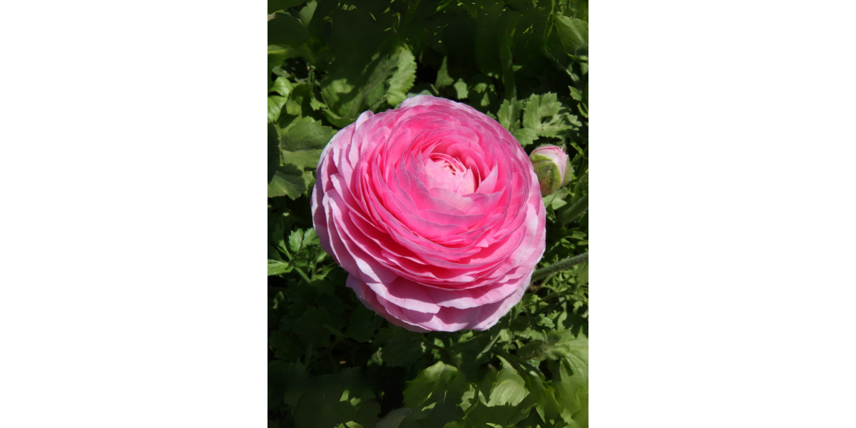 Ранункулюс (лютик) Aviv Pink (5 шт. в упаковці)