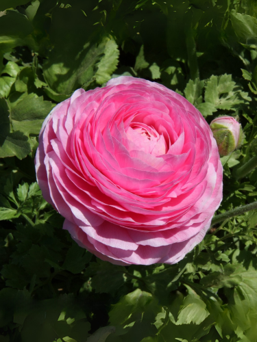 Ранункулюс (лютик) Aviv Pink (5 шт. в упаковке)