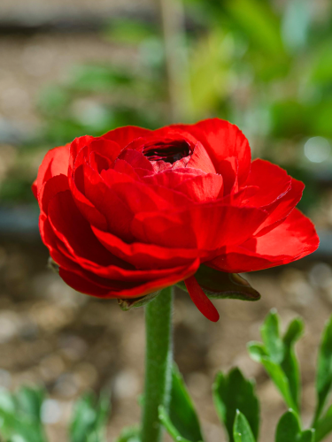 Ранункулюс (лютик) Aviv Red (5 шт. в упаковке)