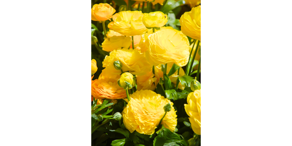 Ранункулюс (лютик) Aviv Yellow (5 шт. в упаковці)
