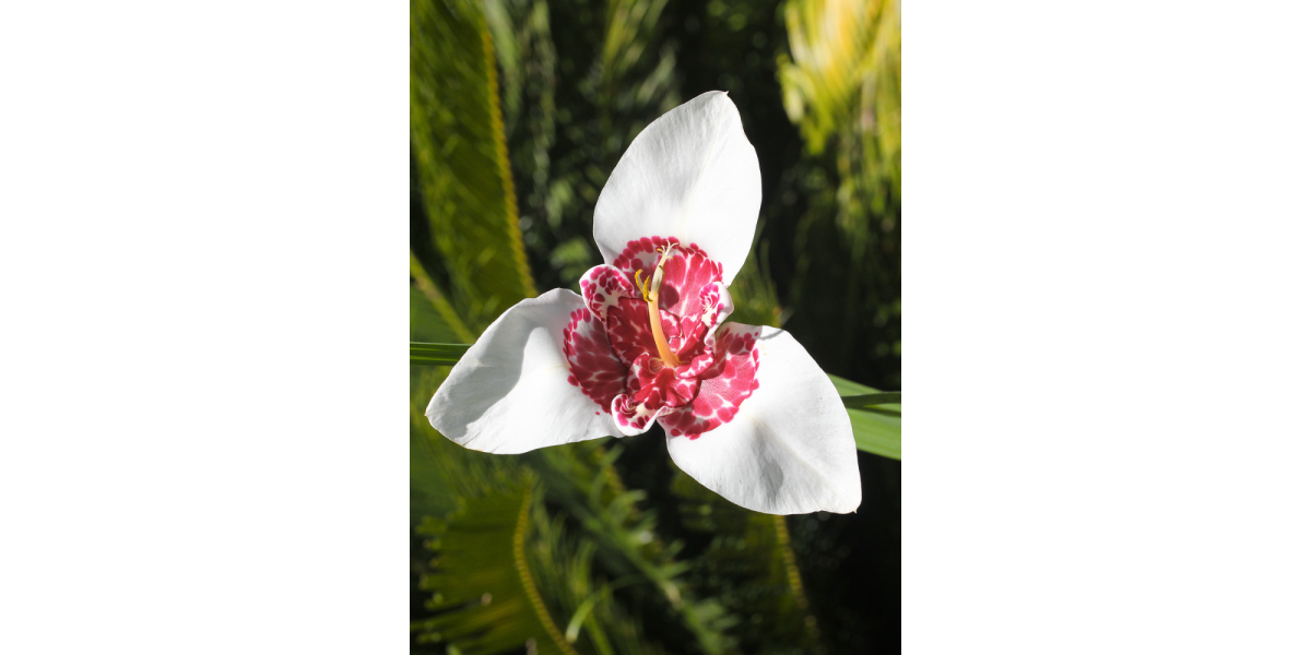 Тігрідія Alba Grandiflora (5 шт. в упаковці)