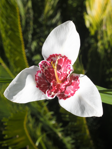 Тігрідія Alba Grandiflora (5 шт. в упаковці)