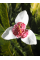 Тігрідія Alba Grandiflora (5 шт. в упаковці)