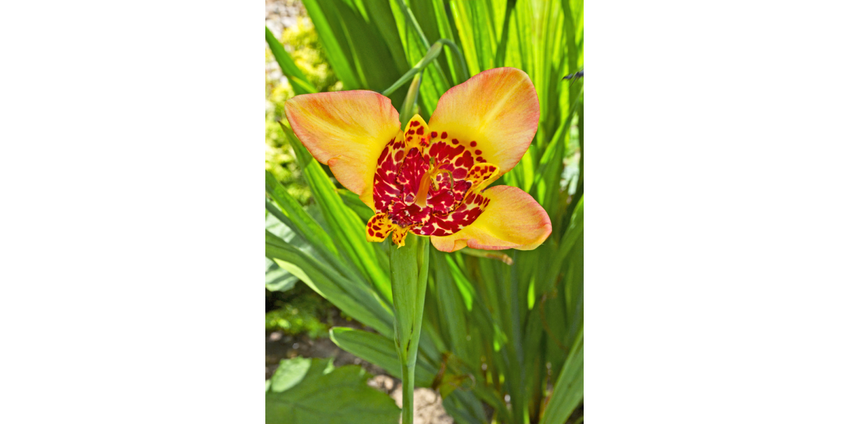 Тігрідія Canariensis (5 шт. в упаковці)