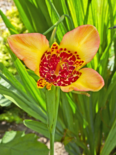 Тигридия Canariensis (5 шт. в упаковке)