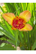 Тігрідія Canariensis (5 шт. в упаковці)