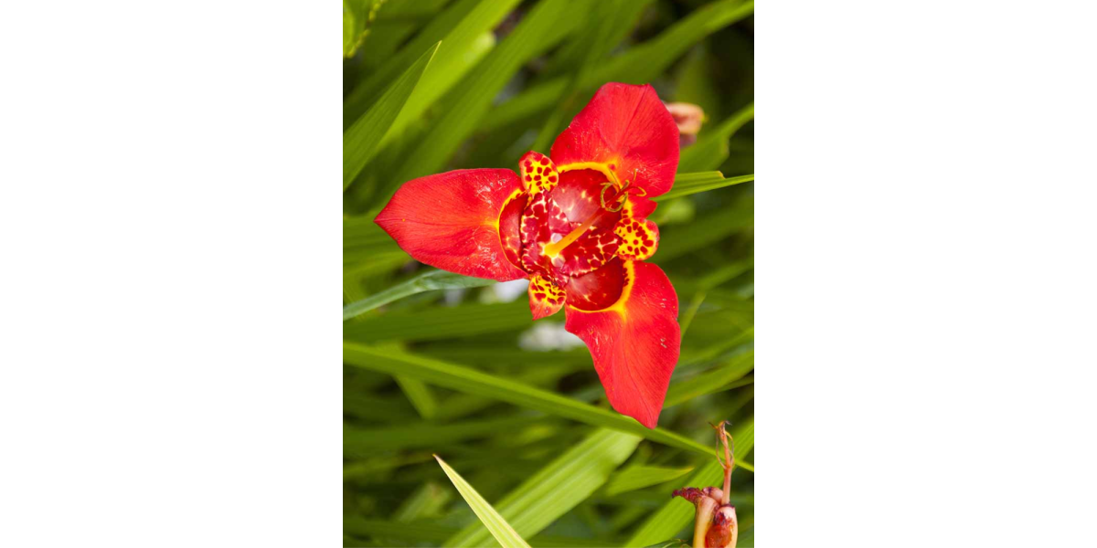 Тігрідія Speciosa (5 шт. в упаковці)