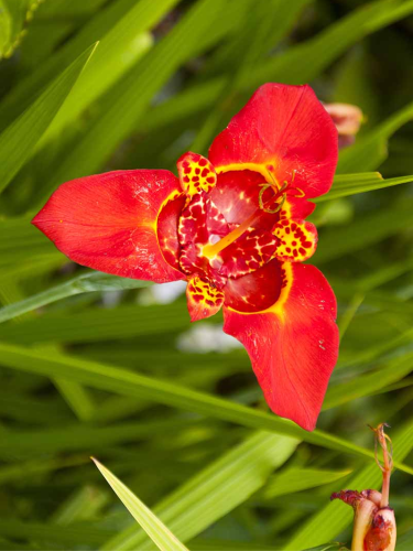 Тигридия Speciosa (5 шт. в упаковке)