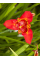 Тігрідія Speciosa (5 шт. в упаковці)