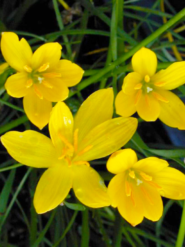 Зефірантес Citrina (5 шт. в упаковці)