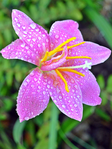Зефірантес Rosea (5 шт. в упаковці)
